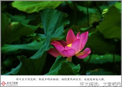 最经典的《博美早报》名句欣赏