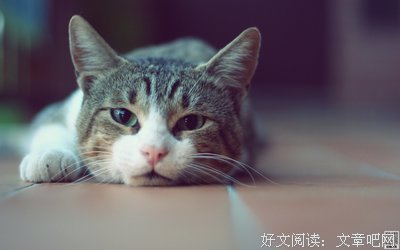 有关猫猫的美文美句摘抄