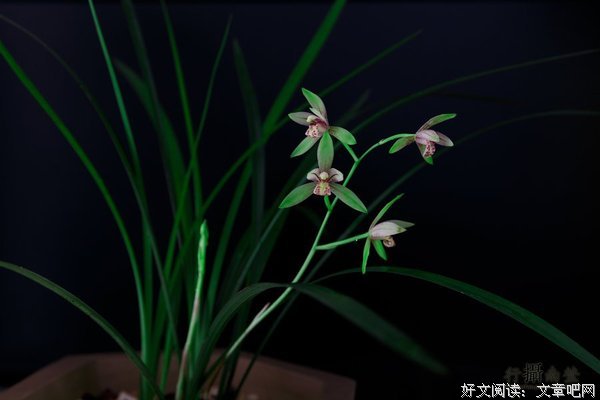 15条关于许巍的经典语句