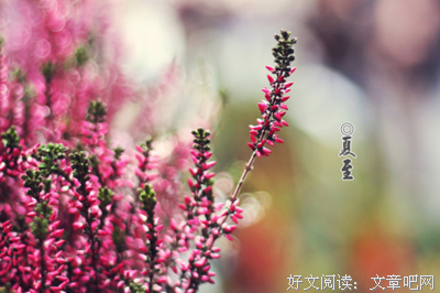 关于散句的优美句子