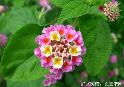 最经典的《异世墨莲》小说句子