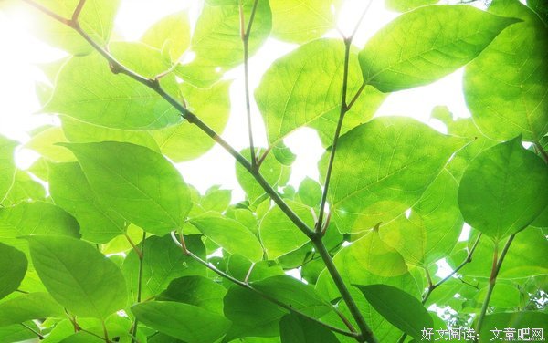 最全的《忽而今夏》小说摘抄