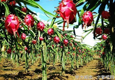 古风采撷经典的句子