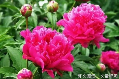 《戏子如画》的句子