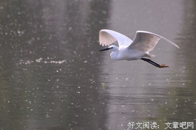 最全的白鹭成双的名句