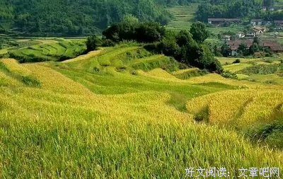 秋叶一雨名言