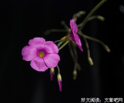 有关明开夜合名言