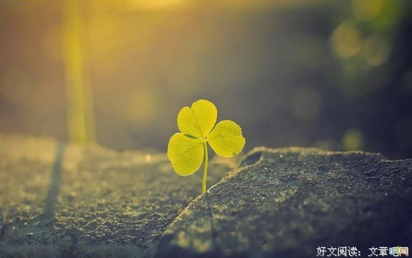 最全的《素履之往》语录摘抄大全