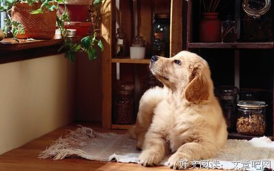 最经典的《九千米情人》小说摘抄大全