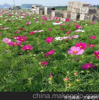 黑心苹果名言大全