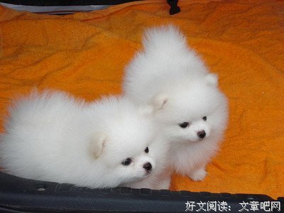 有关愤怒的松鼠名言