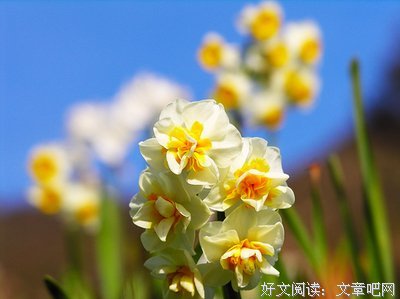 藤萝为枝经典语录