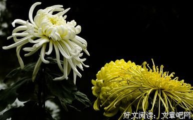 收集好词好句