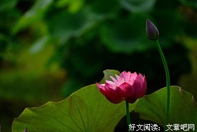 2018若荷清寒名言大全