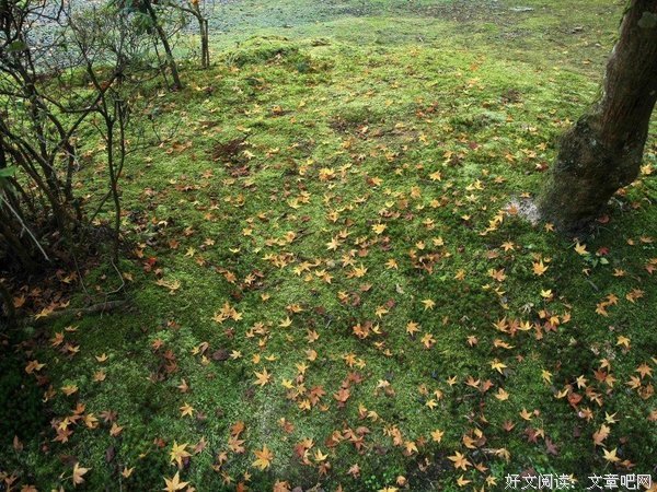 最新的《我所理解的生活》经典句子