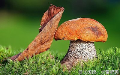 最新的《过于喧嚣的孤独》好段摘抄