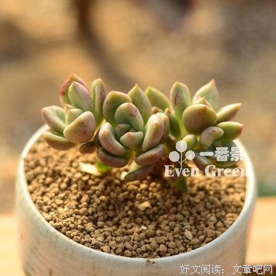 最全的《大萝卜和难挑的鳄梨》佳句摘抄大全