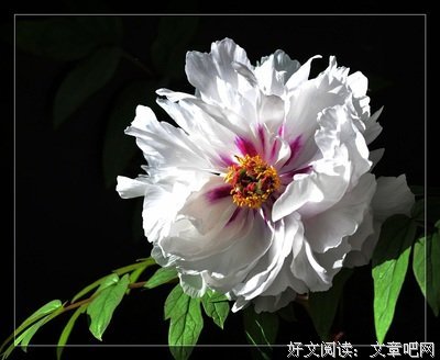洁如的句子