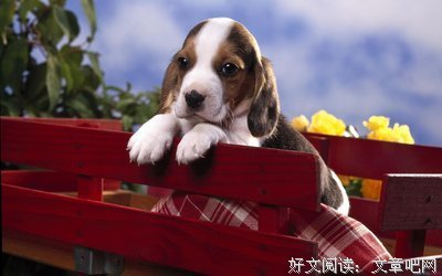最全的《我喜欢的人是红色的》小说摘抄