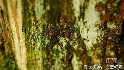 《踏花归来拾锦年》小说句子