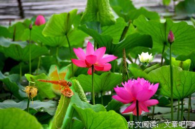 关于高风亮节的座右铭