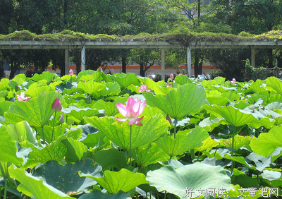 有关陶然他夏的句子