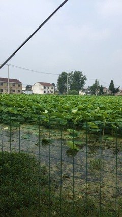 君千殇经典名句