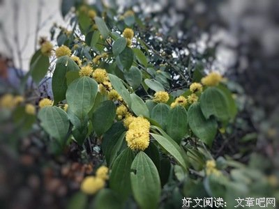 诗和觉去个道后的田野