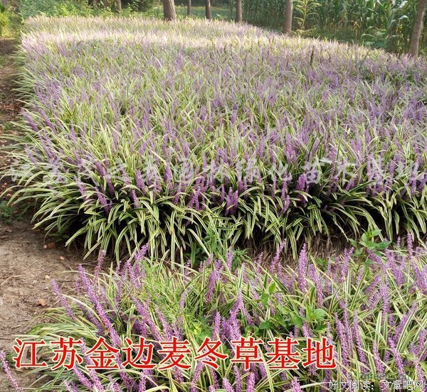 有关鸢尾的句子