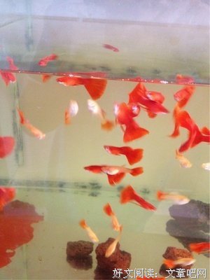 血红名言