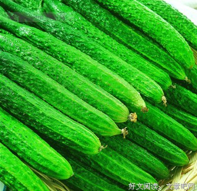 红枣精彩语录