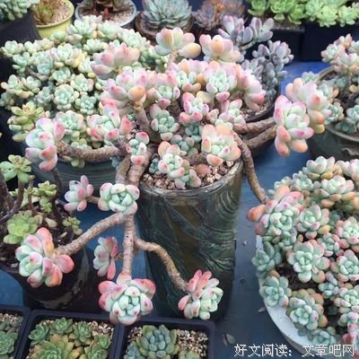 关于老猪名言
