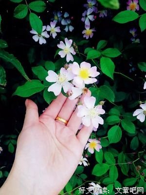 最新的《蒂了我代人子好情诗集》好段摘抄大全