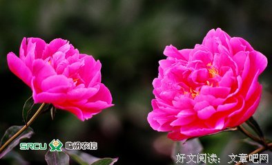 关于闫红的名句