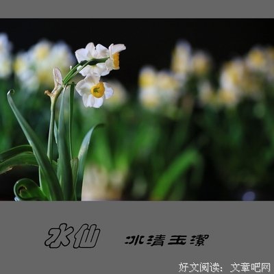 有关冰水仙名句欣赏