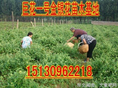 最经典的《忍冬》经典语句