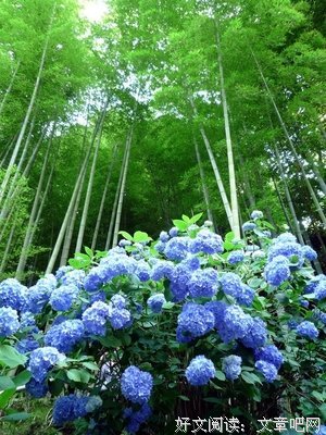 最全的《故乡》语录摘抄
