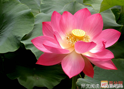 关于迷人的语句