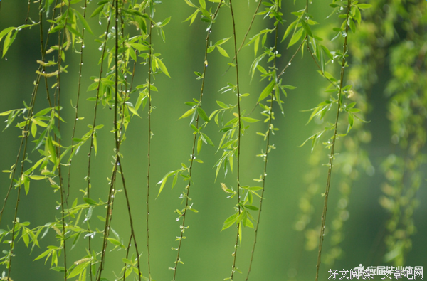 花盏句子大全