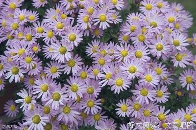 最全的《花镜》佳句摘抄大全