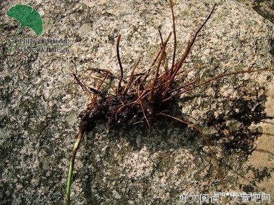 最全的《苍耳》佳句摘抄