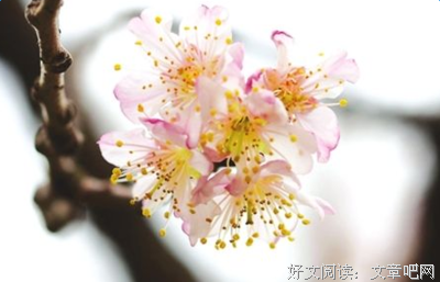 《野草》经典的句子