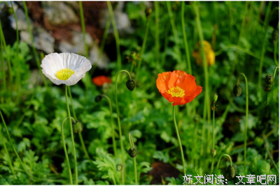 最新的《青城》佳句摘抄