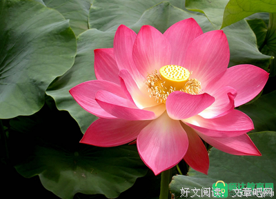 关于清的优美句子