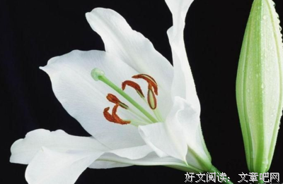 凄美句子
