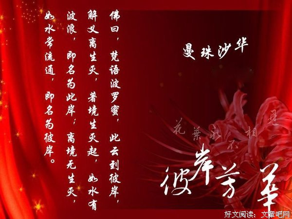 最全的《彼岸花》经典的句子
