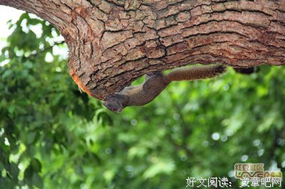 有关鼠目寸光的美文美句摘抄