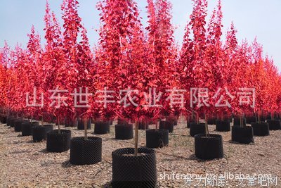 最全的北美崔哥名言大全