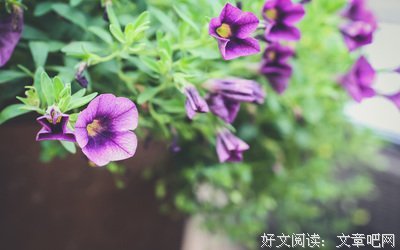 2018托尔斯泰经典句子