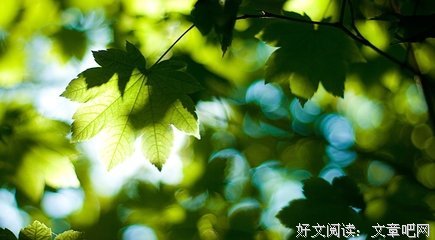 最新的《沉香如屑》小说句子大全